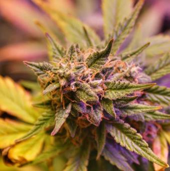 Zkittlez Auto - картинка 2