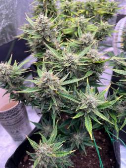 Purple Lemonade FF - картинка 5