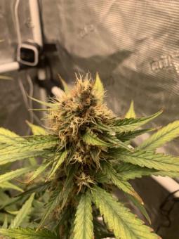 Wedding Glue Auto - картинка 7