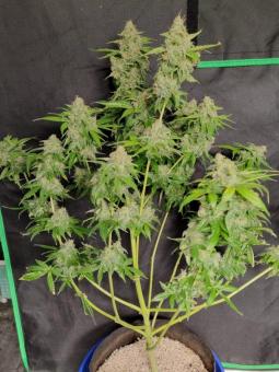 Royal Dwarf Auto - картинка 5