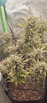 Cream Mandarine XL Auto - картинка 6