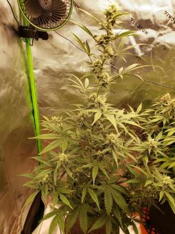 Total Cheese Auto (aka Super Cheese Auto) - картинка 2