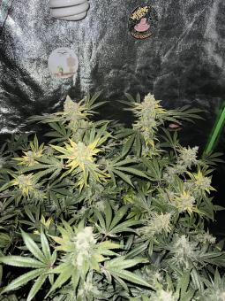 Super Silver Haze - картинка 3