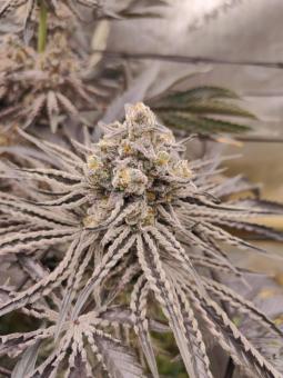 Buddha Gelato - картинка 9