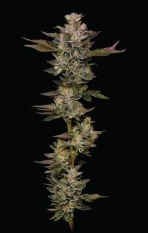 Donutz - картинка 1