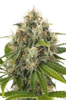 Cookies Fast - картинка 8