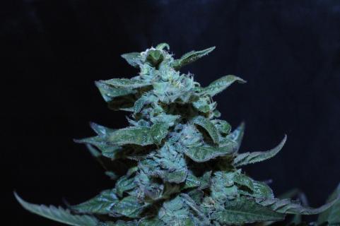 El Dorado OG - картинка 3