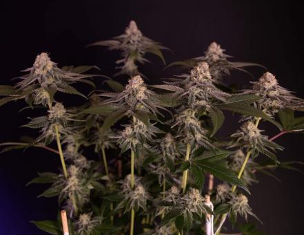 Milky Dreams - картинка 3