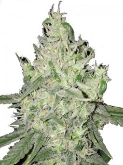 Holy Punch - картинка 5