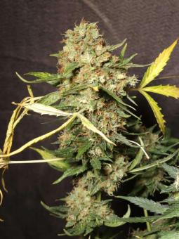 Purple OG Punch - картинка 2