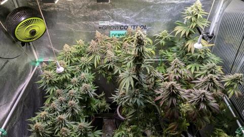 Sagrada Amnesia - картинка 2