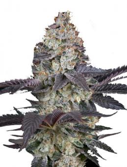 Ztrawberry - картинка 1