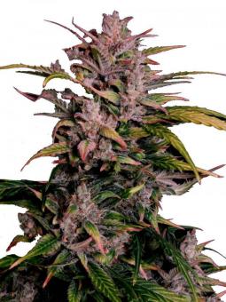 Auto AK Triple Haze - картинка 6