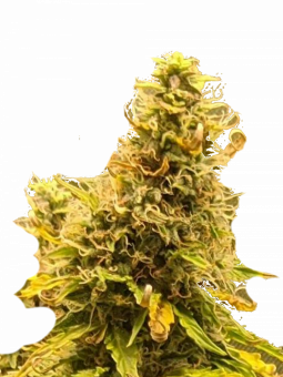 Auto Critical genetics - картинка 1