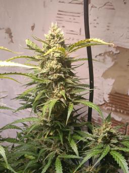 Cinderella Auto - картинка 3