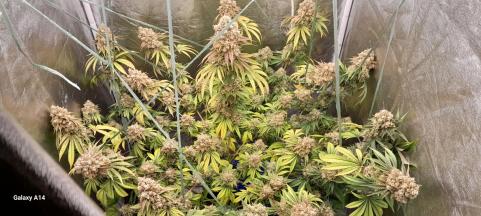 Buddha Ak - картинка 1