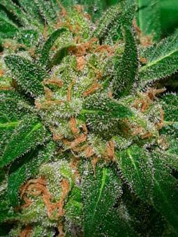 Sweet Gelato Auto - картинка 2