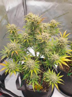 Jet Fuel Mandarine XL Auto - картинка 2