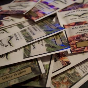 Frisian Dew - картинка 6