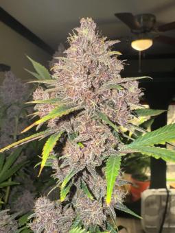 Banana Purple Punch Auto - картинка 1
