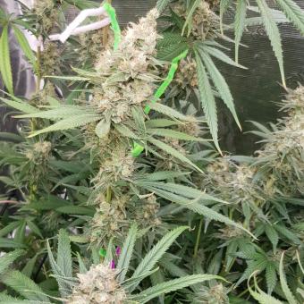 Banana Krumble - картинка 2