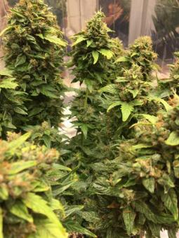 CBD Auto Charlotte's Angel - картинка 6