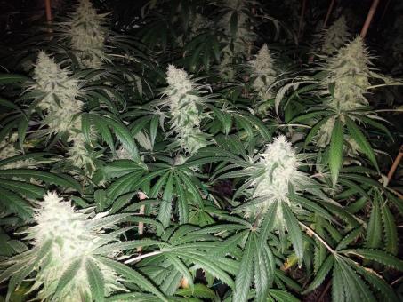 Og Confidential - картинка 3