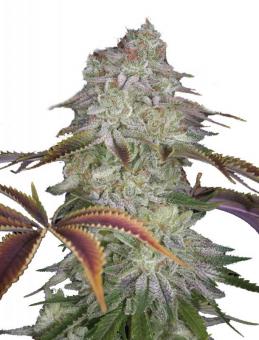 AlienZ - картинка 1