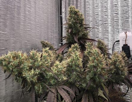 White Widow Auto - картинка 4