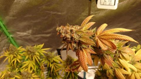 Space Cookies - картинка 4