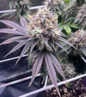 Sensi Star - картинка 3