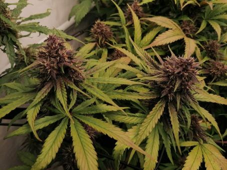 Black Cream Auto - картинка 3