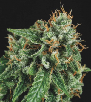 Tutankhamon x Gorila Glue - картинка 1