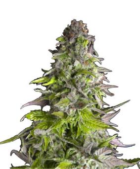 Romulan - картинка 1