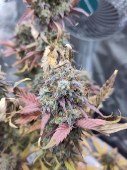 Mexican Airlines Auto - картинка 4