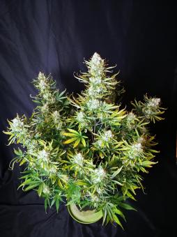 Tropical Zmoothie Auto - картинка 2