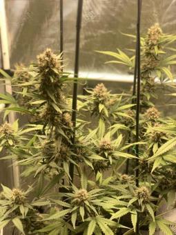 Wedding Glue Auto - картинка 11