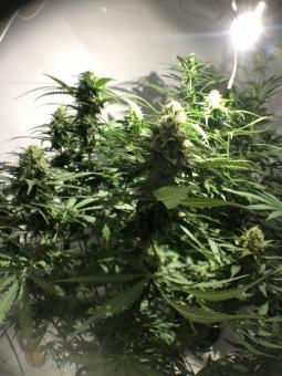 Auto New York City - картинка 3