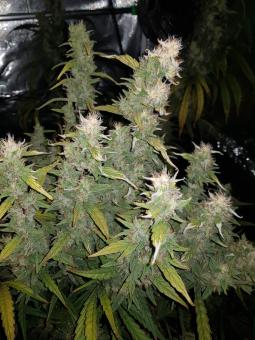 Hawaiian Snow - картинка 3