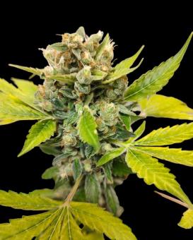 TnT Trichome - картинка 3