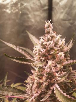 Sweet Zenzation XL Auto - картинка 2