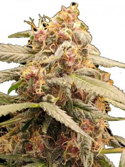 Auto Creeper - картинка 10