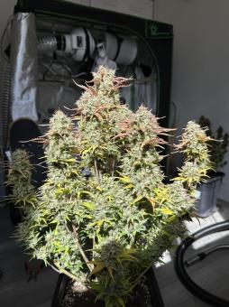 Stardawg Auto - картинка 6