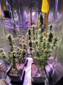 Auto Kong 4 Auto - картинка 3