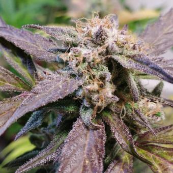 Eleven Roses Auto - картинка 1