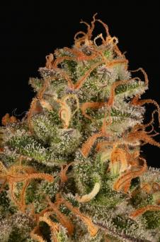 Mack & Crack Auto - картинка 3