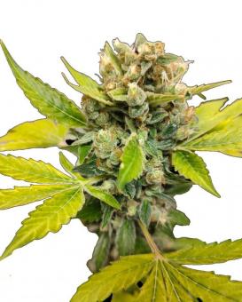 TnT Trichome - картинка 1