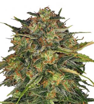 GH Cheese - картинка 2