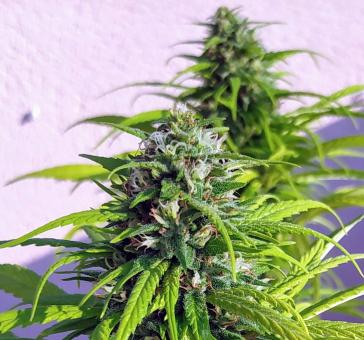 Kryptonite - картинка 2