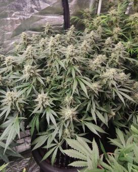 Auto Cinderella Jack - картинка 6